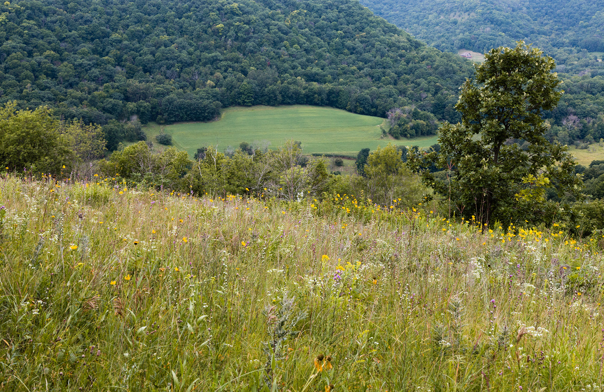 Green fields and valleys of the Winona countryside
